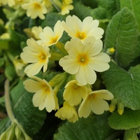 Primula elatior pseudoelatior